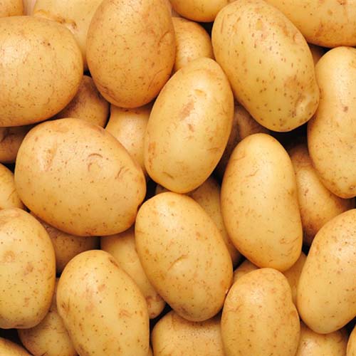 Kamdhenu Agri Exports